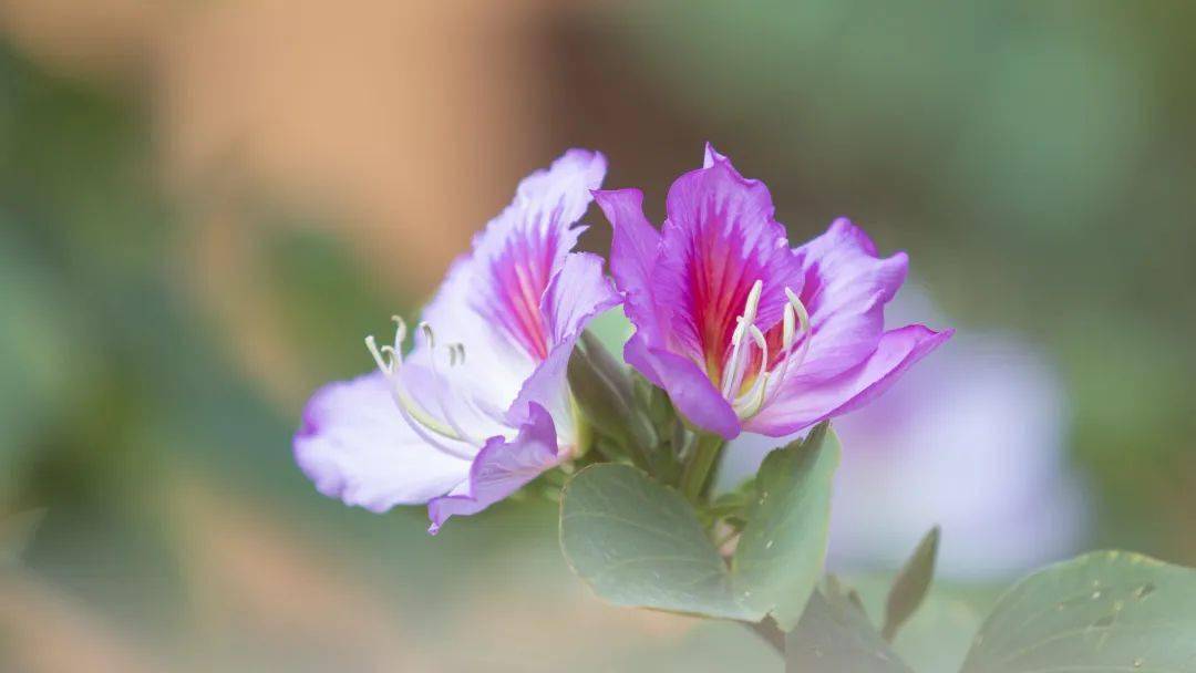 一校园的春光,如约来袭燕雀呢喃,书声琅琅一团花火,尽收眼底木棉花开