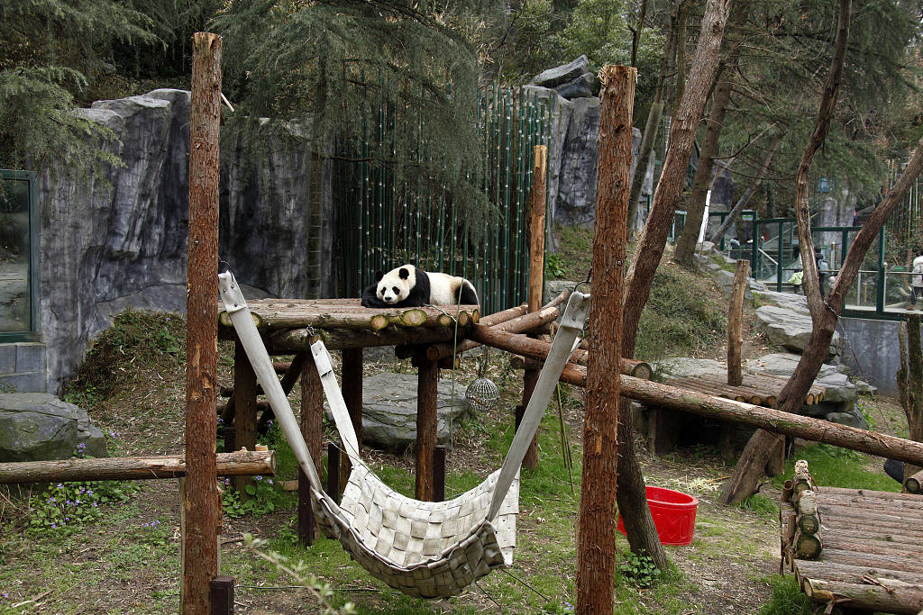 南京:紅山森林動物園大熊貓萌態可掬