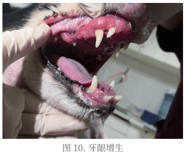 临床上你见过这种犬趋上皮性淋巴瘤吗