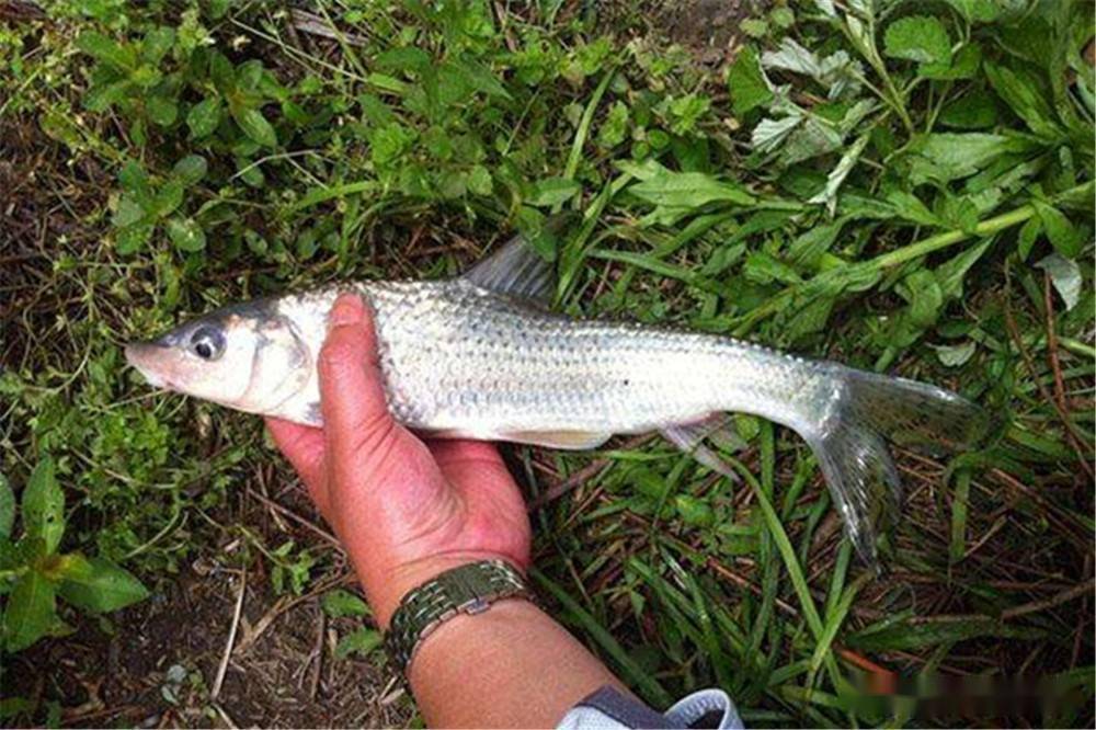 春季野釣花骨魚,核心技巧就是調漂,用這種調漂方法,魚兒連竿上_餌料