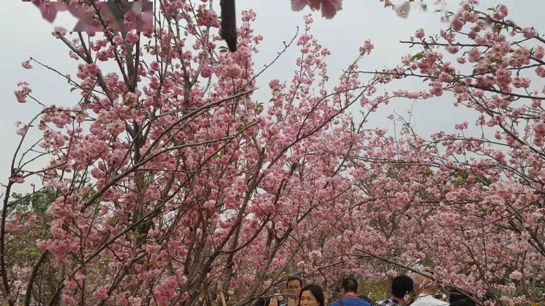 从化天适樱花悠乐园赏浪漫樱花仙境