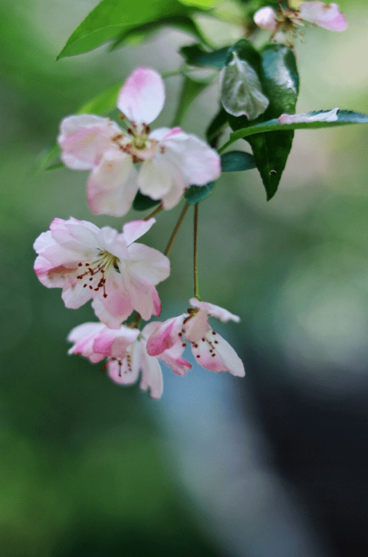海棠枝头春深如海
