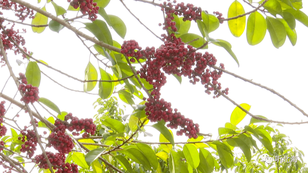 金花茶与龙胆果交辉相映合浦的养生游约吗