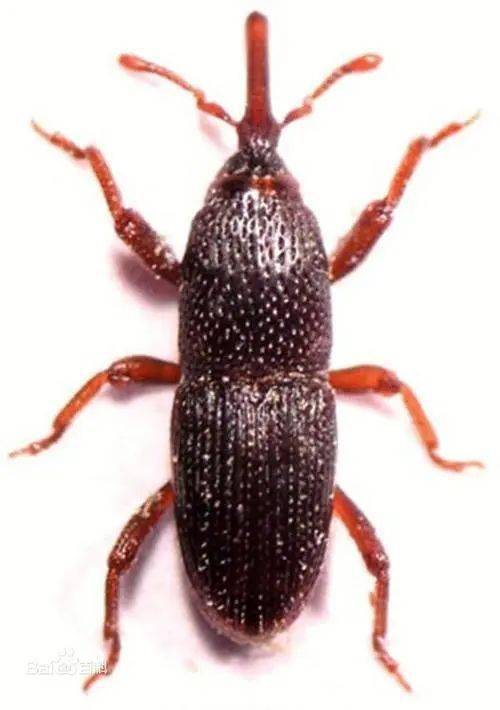 天气变暖粮食招虫怎么破不用在线等5个防虫妙招打包奉上