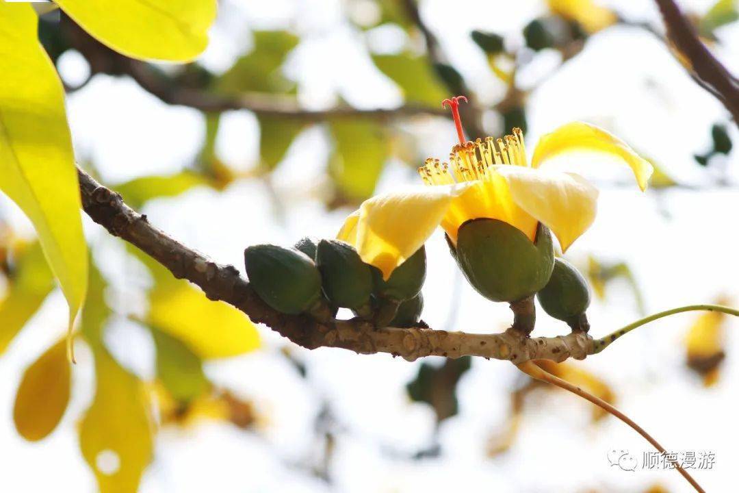 顺德新塘金木棉