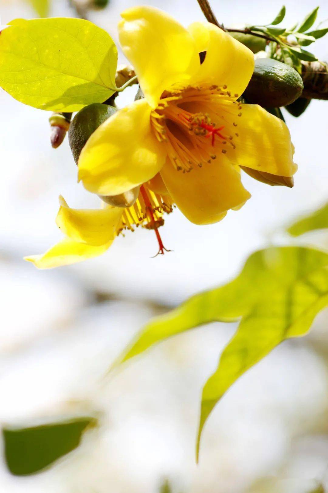 顺德新塘金木棉