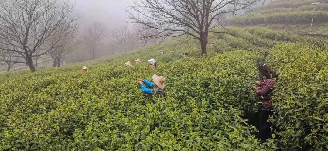 鄉村振興五橫鄉小茶葉助推大振興