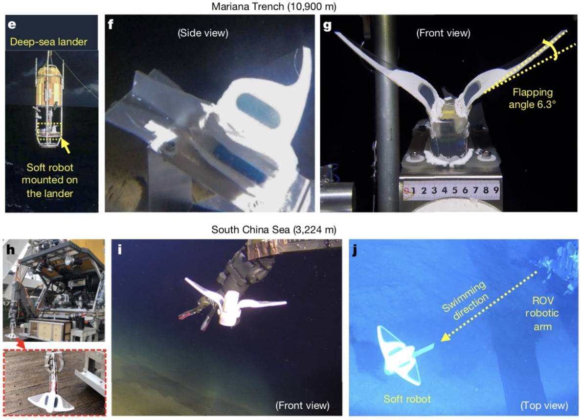 马里亚纳|在马里亚纳海沟驱动！浙大等团队软体机器鱼登《自然》封面