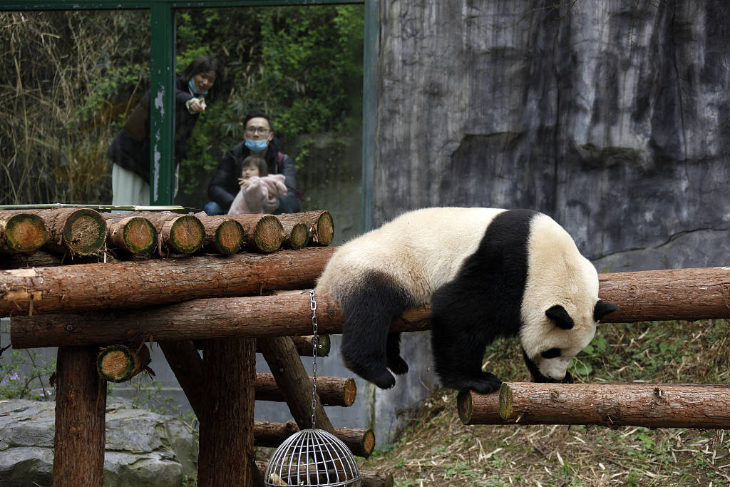 南京红山森林动物园大熊猫萌态可掬