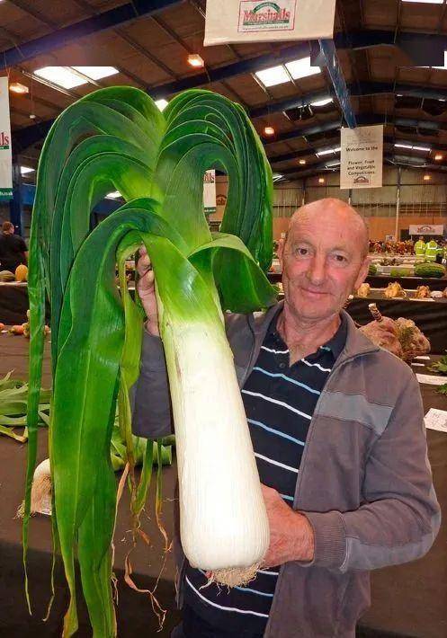 这年头连种巨型蔬菜的农民都开始内卷了