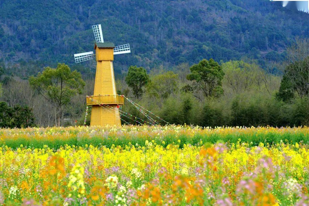 平阳惊现彩色油菜花田 美翻 种植
