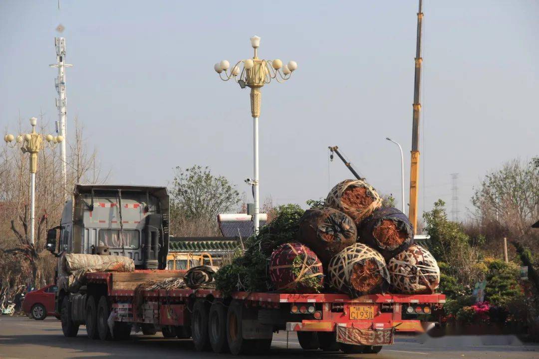 绿化苗木装车有什么运输技巧