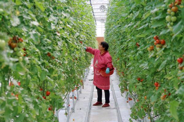 該生態園施行水肥一體化,溫室內部控溫等數字化管理,提高蔬果種植效率