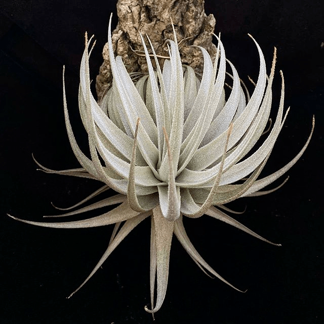 空凤空气凤梨图鉴薄纱tillandsiagardneri