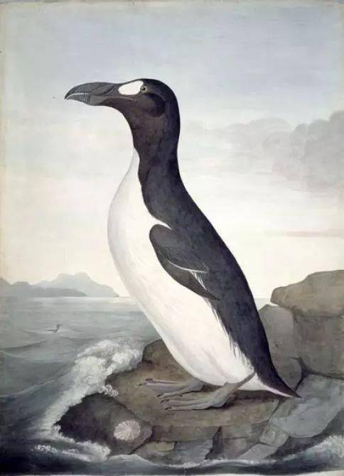 大海雀( pinguinus impennis )威廉·麦吉利弗雷1839年绘1839年,麦