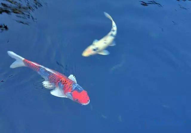 惊蛰春和景明锦鳞游泳赏鱼正当时