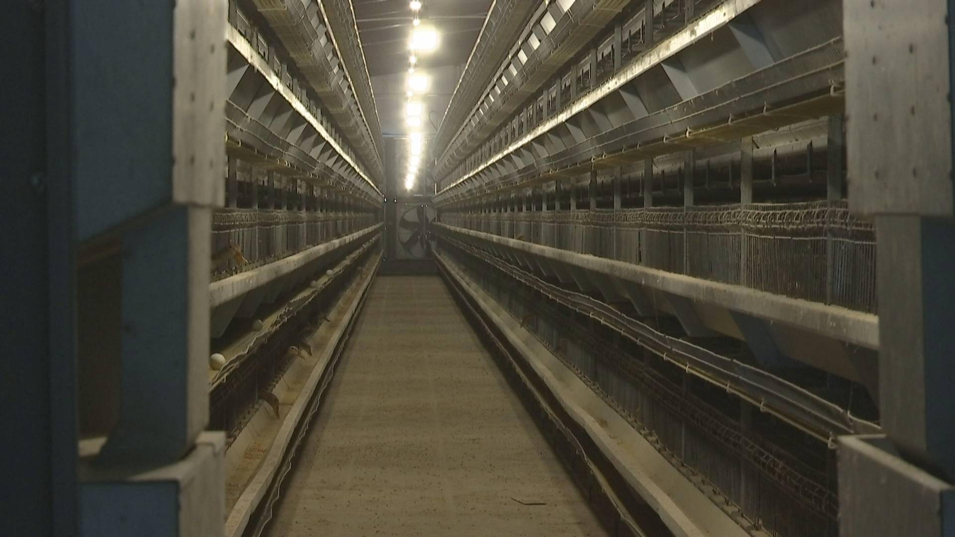 南昌县幽兰镇智能笼养鸭走出一条生态致富路