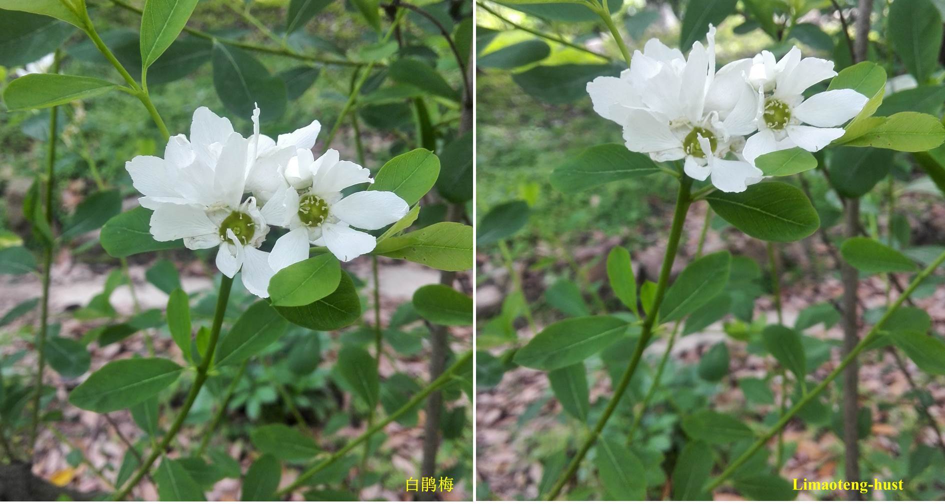 樱杏桃梨次第开——常见蔷薇科植物！-搜狐大视野-搜狐新闻