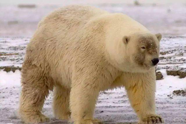 一头熊闯进农场抱起一只猪就准备跑下一秒别笑