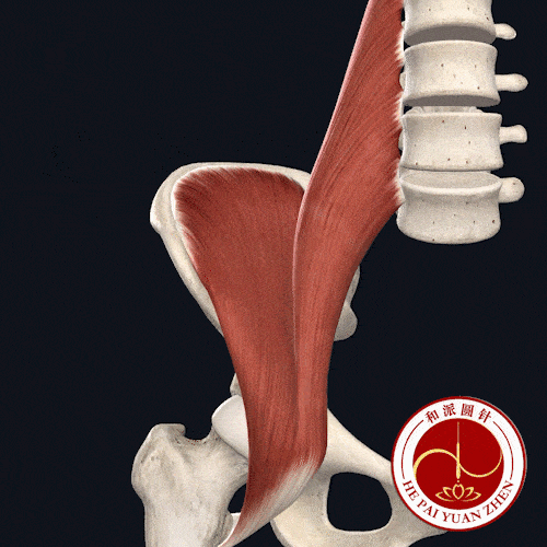 干货| 总是腰疼,大腿根痛?你是否忽略了这个隐藏的肌肉——髂腰肌
