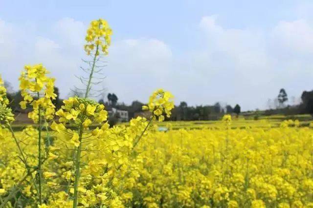 想要觀賞油菜花金堂·三溪鎮長林村03●交通信息:成溫邛