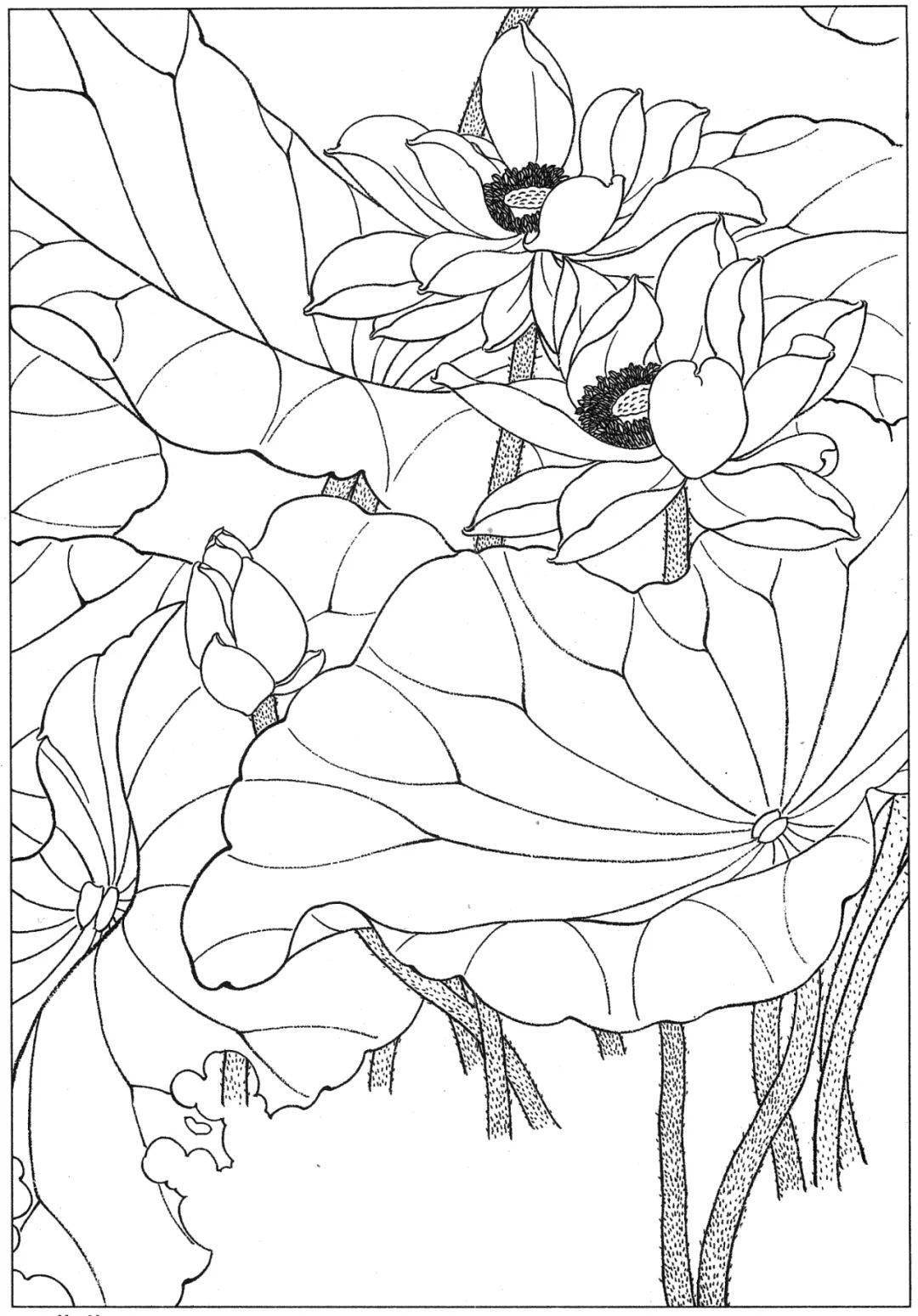高清荷花白描底谢55图 请收藏_底稿