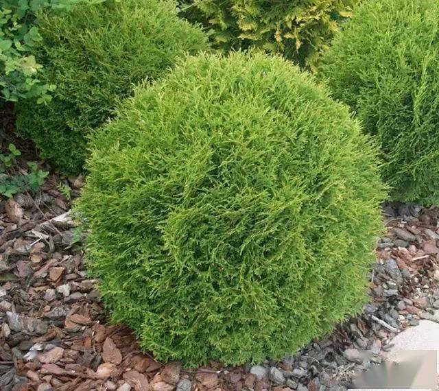 真正的球形灌木应该是这样的