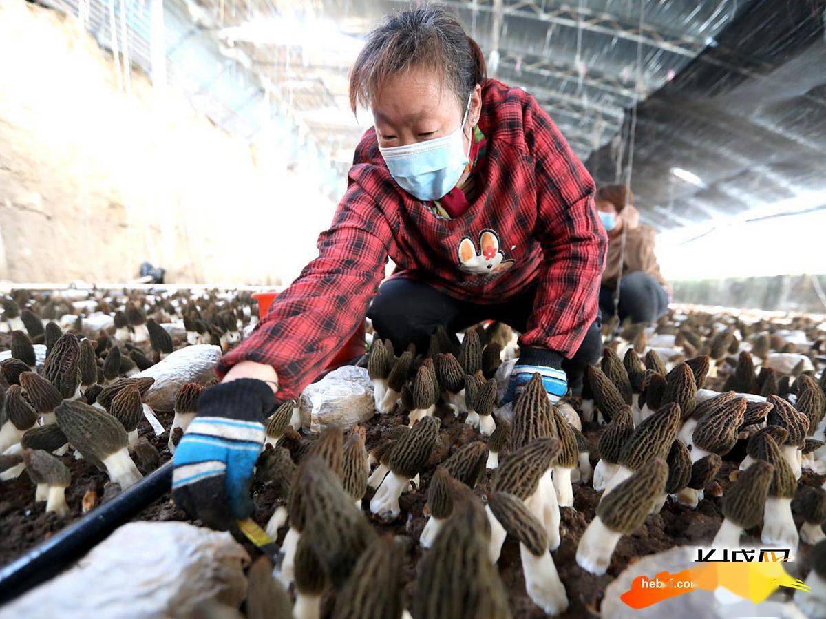 高清组图|石家庄赵县:羊肚菌采摘忙_种植