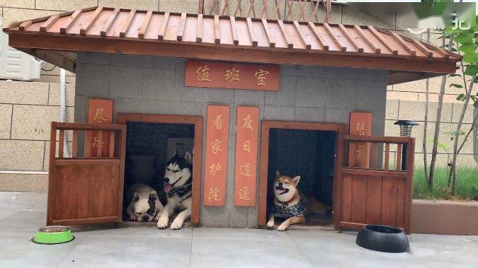 爆红豪华狗宅网友你家还需要gou吗我可以去