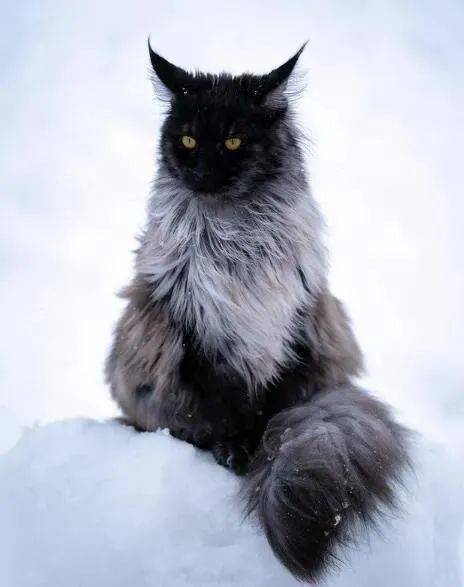 从小帅到大的缅因猫这鸡毛掸子去哪领