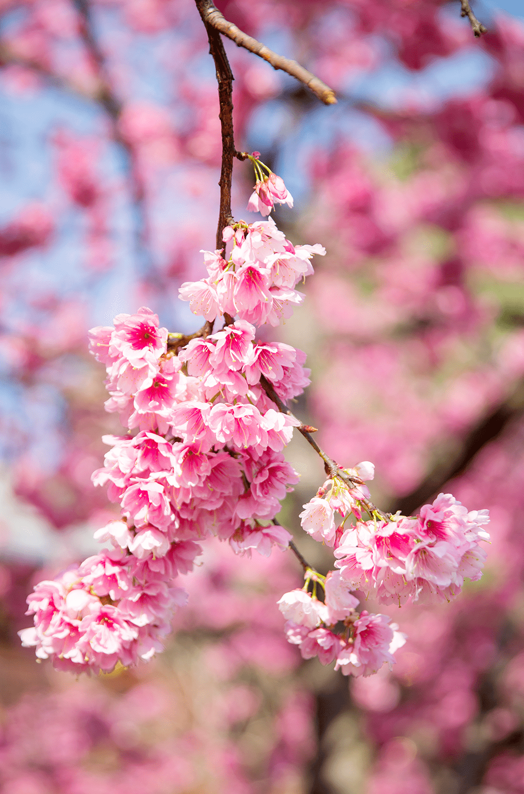 樱花盛开美图图片