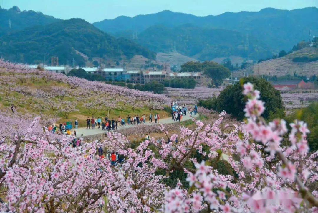 313桃之夭夭奉化天下第一桃园四明山发卡弯绝美樱花
