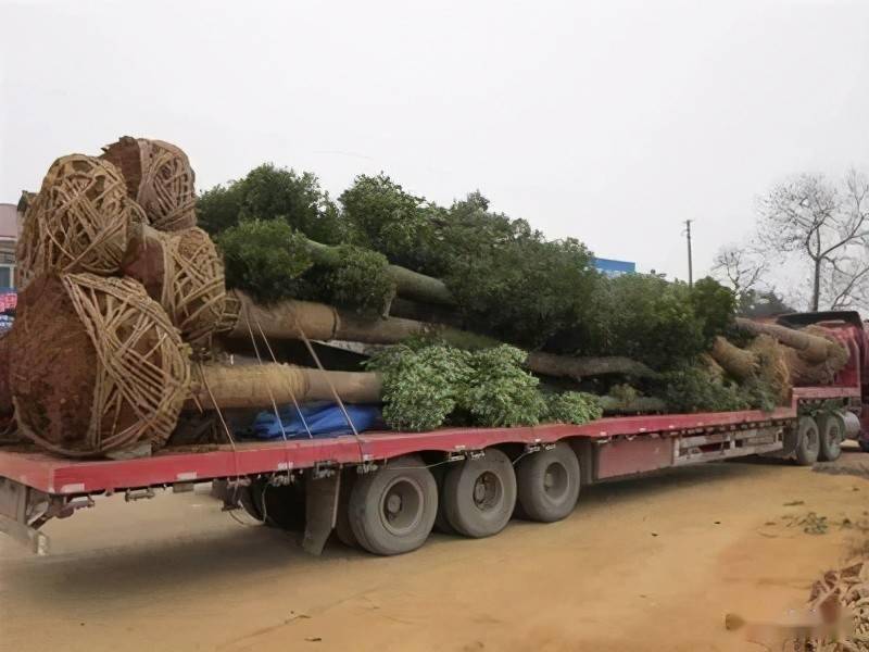 绿化苗木装车有什么运输技巧