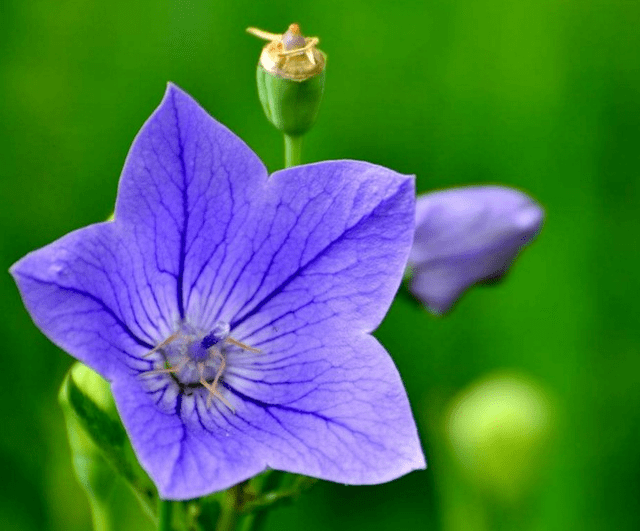 沙参 白芍加桔梗 慢性咽炎吃了它见效快 不复发 患者