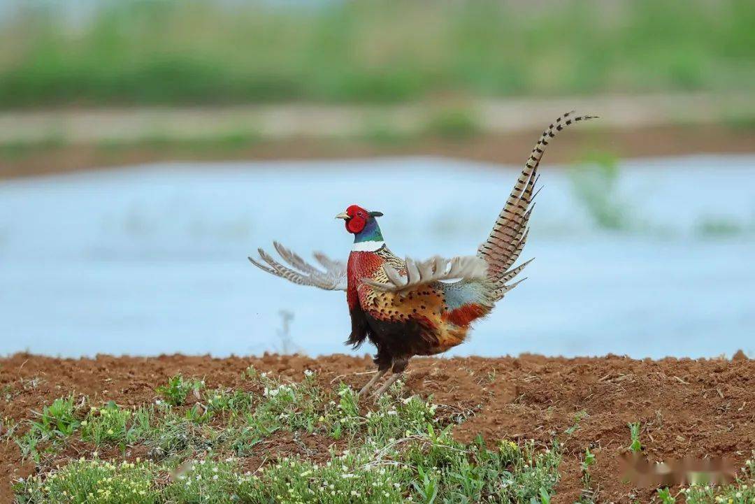 百凤朝阳人与自然的诗情画意辽阳的春天美在不期而遇