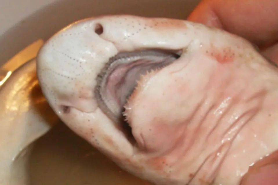 图片来源见水印网纹猫鲨今天我们来介绍一种鲨鱼——网纹猫鲨.