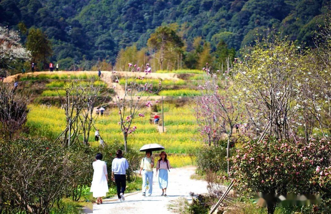 从化阿婆六茶花谷图片