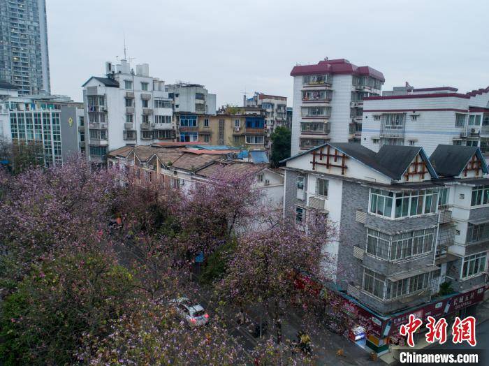 航拍广西柳州20余万株洋紫荆花盛开