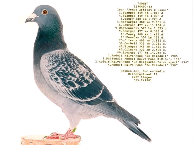 4c8ddd3087cd4c6aa4806af52374c743.png