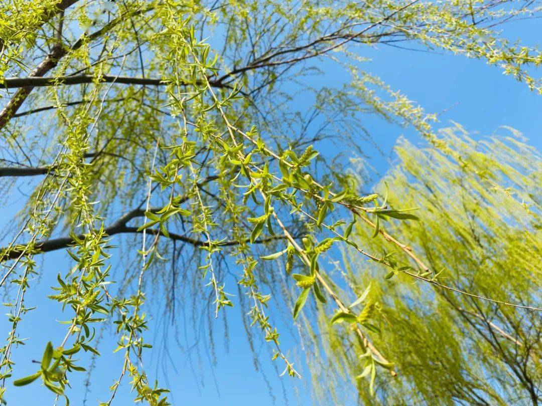 春天犹如调色盘春雷乍动,一片生机盎然恰逢惊蛰时节带着甜意的暖风吹