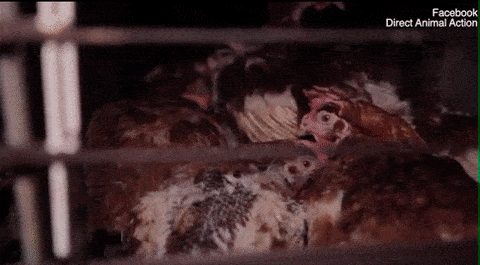 一家澳洲屠宰场视频泄露后吓得多少人把嘴里的肉吐了出来
