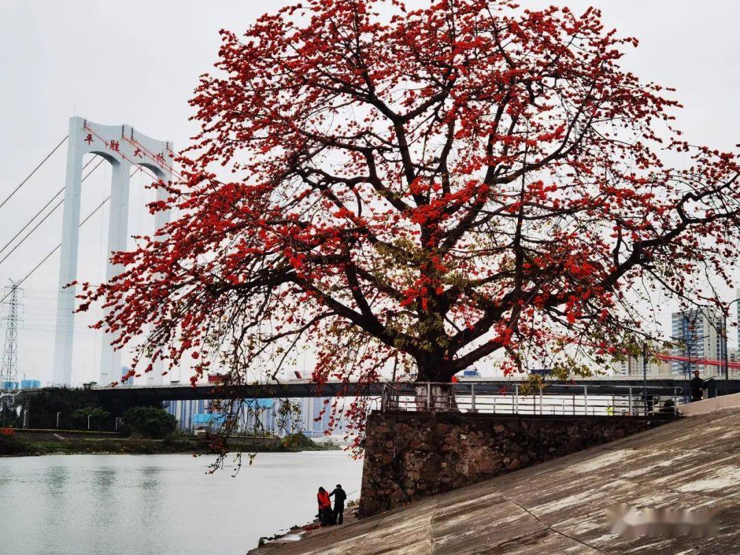 罕见!佛山金黄木棉花惊艳盛开