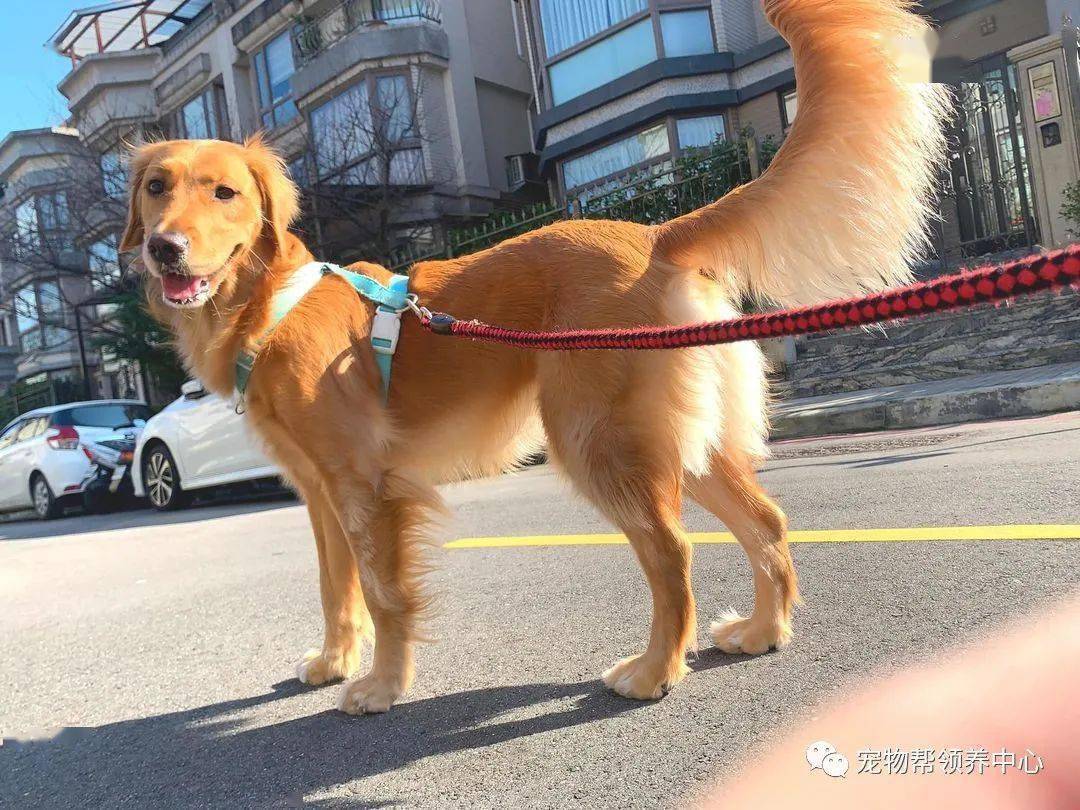 狗狗地瓜是一只性格活泼亲人的金毛,一条漂亮的大尾巴经常甩来甩去