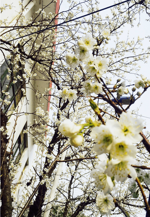春日已至，草长莺飞，快来看江阴花景！