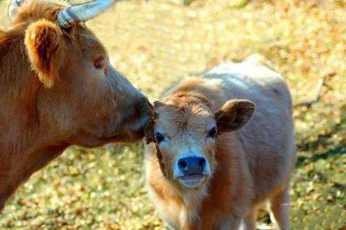 林弼〔明代〕题老牛舐犊图我想起了一个词:舐犊情深.更多的女神,是