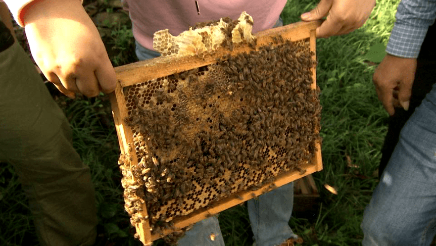 古法养蜂酿出香甜百花蜜 清水塘养出清水鱼 快来浙江开化体验生态游 何田乡