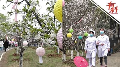 武汉科技大学举办樱花节 医护人员进校赏樱场面温馨