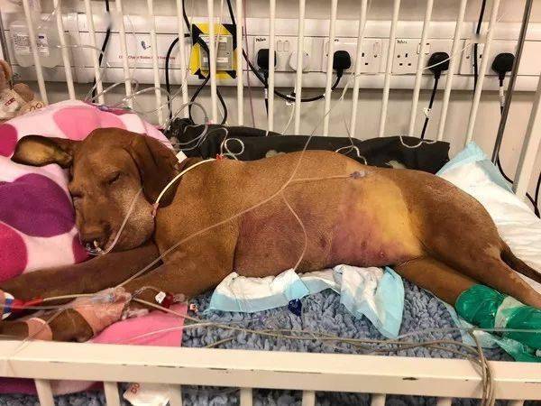 狗狗偷吃蛋糕後死亡，獸醫：死因不是巧克力，而是木糖醇！ 萌趣萌寵 第5张