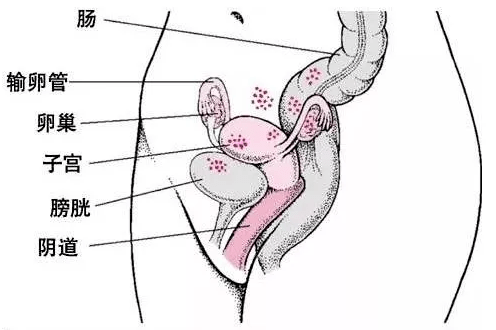 女性尴尬,脸红也要做的检查!_安全为