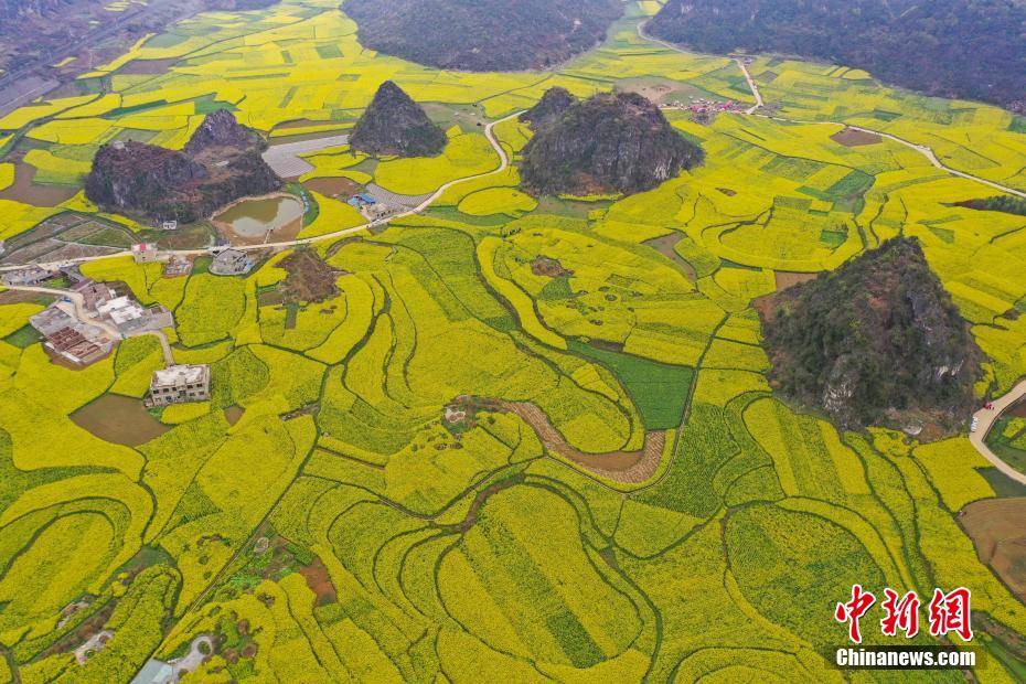 航拍贵州六枝万亩油菜花田